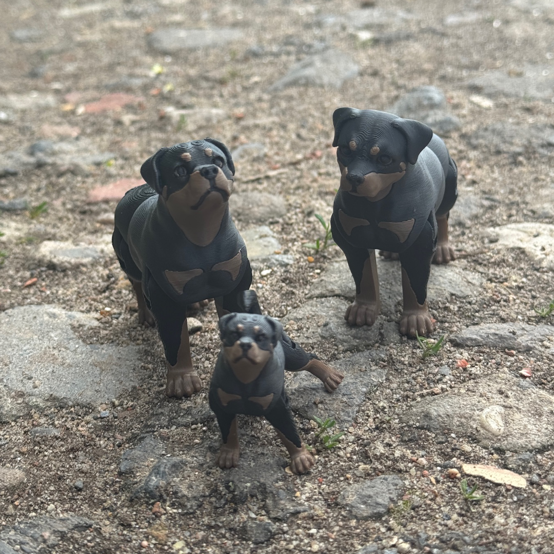 Rottweiler