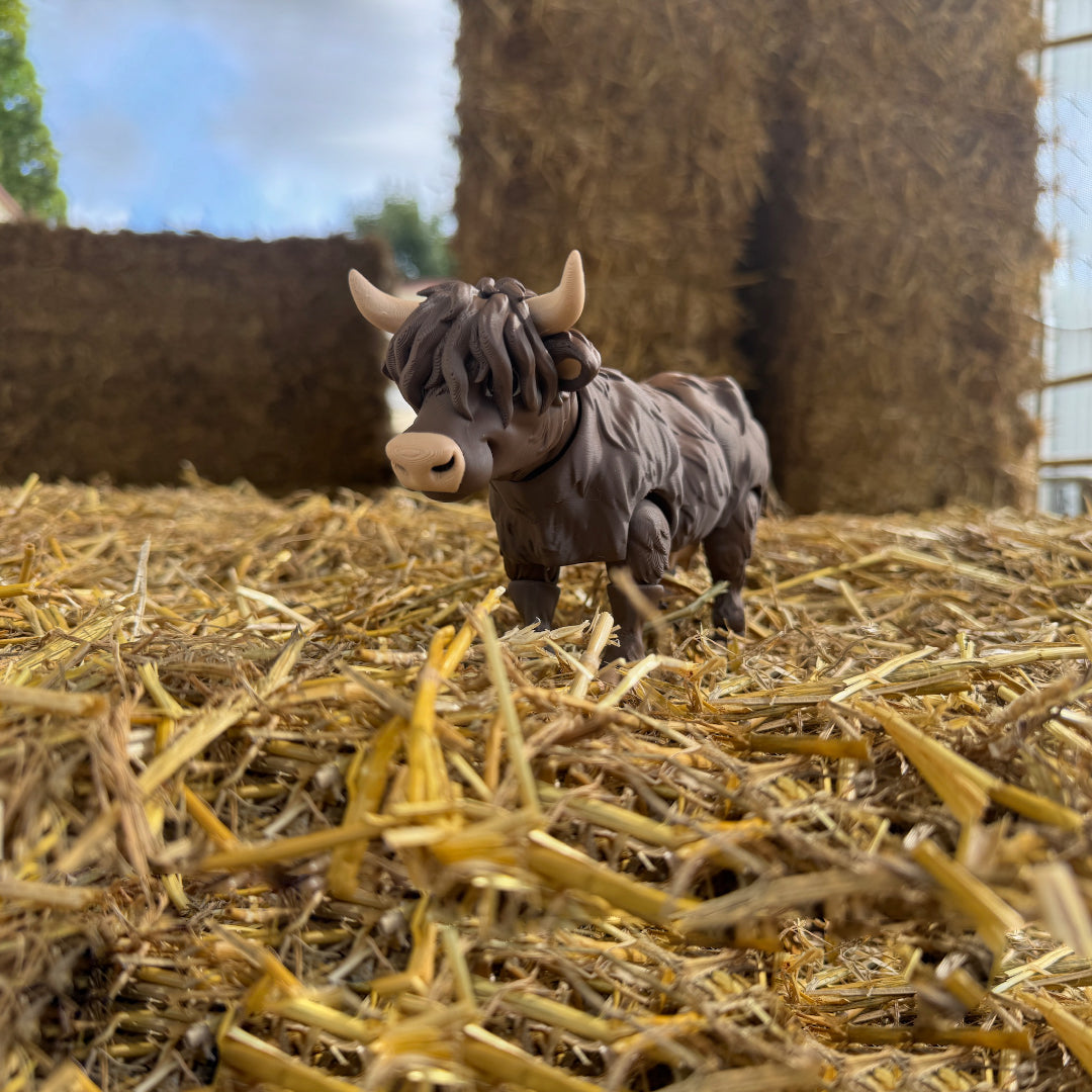 Highland Cow