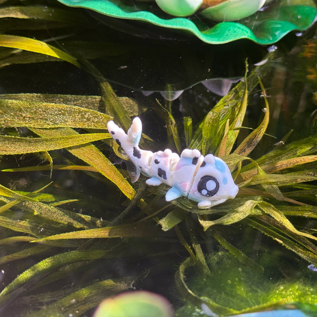 Koi