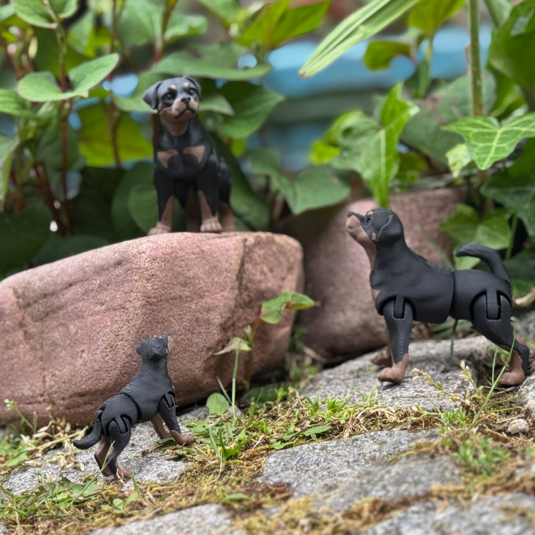 Rottweiler