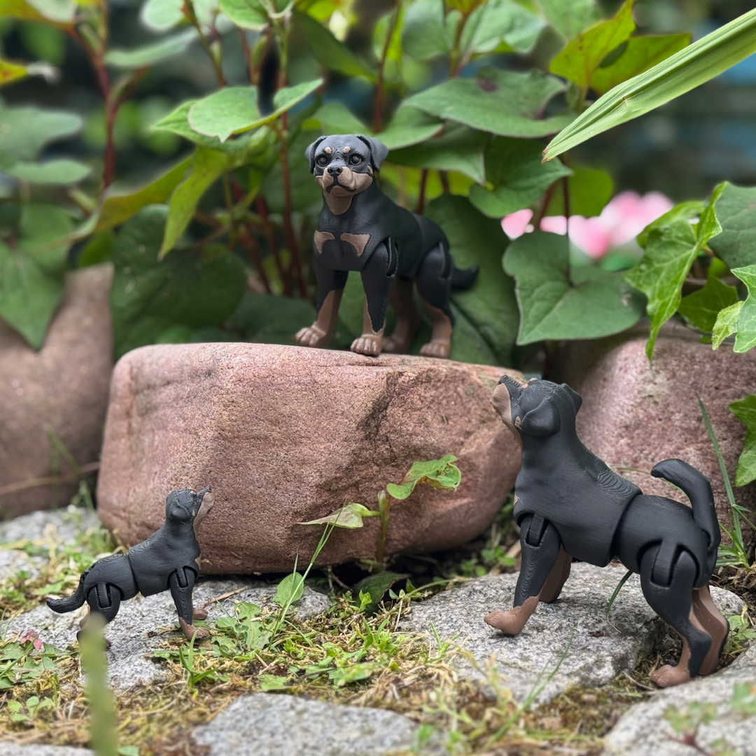 Rottweiler
